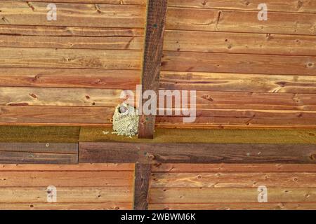 Eine Klippenschwalbe machte im Sommer ein Schlammnest zwischen den Sparren, die aus dem Loch unter dem Pavillon im Freien blickten Stockfoto