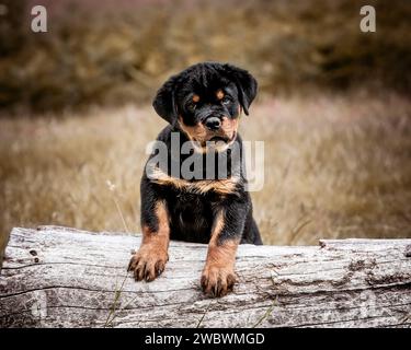 Rottweiler Welpen Stockfoto