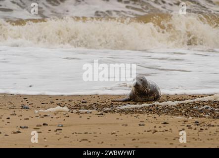 Atlantic Grey Seehunde am East Anglia Beach Stockfoto