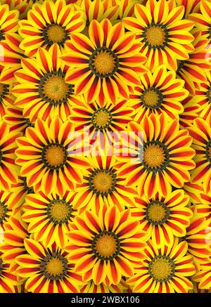 Blühende rote und gelbe Gazania Tigerstreifen blüht eine bunt Gänseblümchen-ähnliche Pflanze aus Südafrika, von oben gesehen Stockfoto