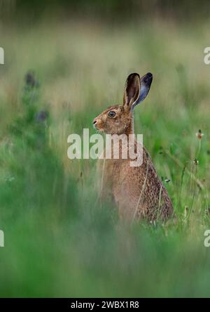 Eine stimmungsvolle, atmosphärische Aufnahme eines Braunen Hasen (Lepus europaeus), der zwischen den Kochbananen und langen Gräsern sitzt. Suffolk, Großbritannien Stockfoto