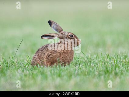 Ein Braunhase (Lepus europaeus ) knabbert und füttert , gefangen mit einem Mund voll Weizen . Suffolk, Großbritannien Stockfoto