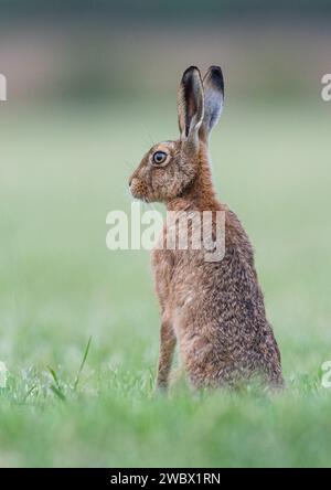 Ein wunderschöner Brauner Hase (Lepus europaeus), der aufrecht im Sonnenlicht sitzt. Auf der Suche nach Gefahr. Saß auf dem Weizenfeld der Bauern. Suffolk . UK Stockfoto