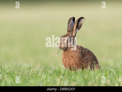 Ein Braunhase (Lepus europaeus ) knabbert und füttert , gefangen mit einem Mund voll Weizen . Suffolk, Großbritannien Stockfoto