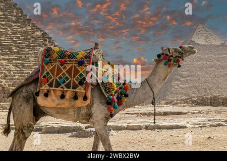Kamel mit spezifischer Stickerei vor dem Pyramidenkomplex von Gizeh Nekropolis. Stockfoto