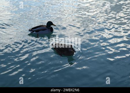 Januar 2024. Balatonfüred, Ungarn. Ein Wintertag am Ufer des Balaton. Sonnenuntergang, Möwen, Schwäne, Eislaufbahn, Gedenkstatue des Schauspielers István Bujtor, Park um Herz Krankenhaus, Landschaft Credit Ilona Barna, BIPHOTONEWS, Alamy Live News Stockfoto