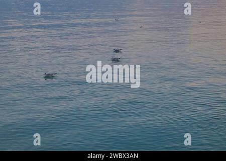 Januar 2024. Balatonfüred, Ungarn. Ein Wintertag am Ufer des Balaton. Sonnenuntergang, Möwen, Schwäne, Eislaufbahn, Gedenkstatue des Schauspielers István Bujtor, Park um Herz Krankenhaus, Landschaft Credit Ilona Barna, BIPHOTONEWS, Alamy Live News Stockfoto