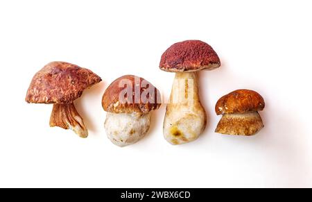 Eine Auswahl verschiedener Arten von Boletuspilzen, isoliert auf weiß. Stockfoto