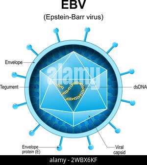 Epstein-Barr-Virus. EBV-Struktur. Nahaufnahme eines menschlichen Gammaherpesvirus 4. Zur Anatomie des humanen Herpesvirusvirions. Vergrößert von Virus, das Infektionen verursacht Stock Vektor