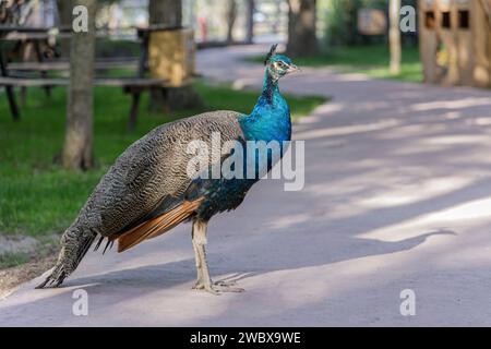 Weibliche asiatische Pfauze in einem öffentlichen Park. Stockfoto