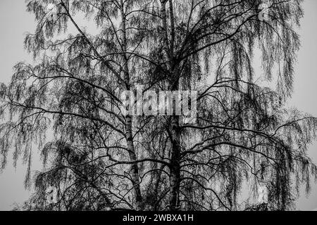 Wunderschöne Landschaft mit Birken. Schwarz-weiß-Panorama mit Birken im Retro-Stil. Birkenhain im Herbst. Die Stämme der Birkenbäume. Schwarz und wh Stockfoto