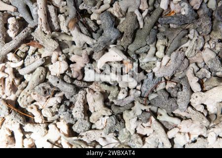 Korallen auf Strand Hintergrund Textur Stockfoto