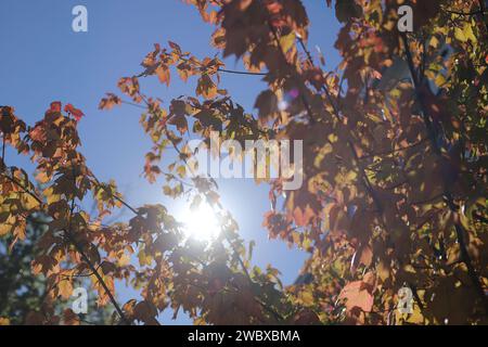 Ein lebendiges Herbstlaub, während das Sonnenlicht durch die Blätter zieht und ein faszinierendes Farbspiel erzeugt Stockfoto