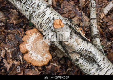 Fomitopsis betulina, allgemein bekannt als die Birkenpolypore. Stockfoto