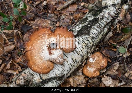 Fomitopsis betulina, allgemein bekannt als die Birkenpolypore. Stockfoto