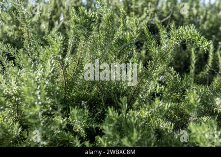 Eine Vielzahl grüner Rosmarinzweige in der Mitte des Feldes Stockfoto