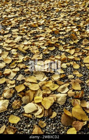 Ein Kiesboden in einem Park, bedeckt mit trockenen Blättern, die von einem Baum gefallen sind Stockfoto