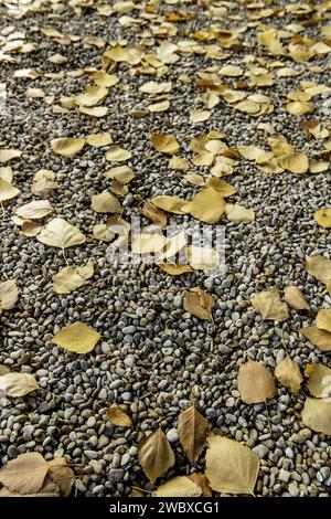 Ein feiner grauer Kiesboden in einem Park, der mit trockenen Blättern bedeckt ist, die von einem Baum gefallen sind Stockfoto