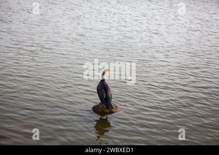 Doppelkormoran auf Felsen, San Jose, Kalifornien USA Stockfoto
