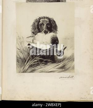 Fotoproduktion von (vermutlich) einem Druck zu einem Gemälde von Richard Ensdell, Anonym, nach Richard Ansdell, ca. 1860 - ca. 1870 Fotografie Teil des englischen Familienalbums mit Fotos von Menschen, Reisen, Cricket und Kunstwerken. Papier. Fotografischer Support-Albumendruck Hund. Wasservögel: Ente. Jagdhunde Stockfoto