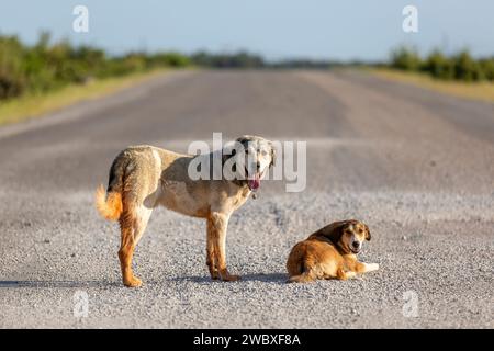 Zwei Hunde stehen auf der Straße. Obdachloser Hund in der Türkei Stockfoto