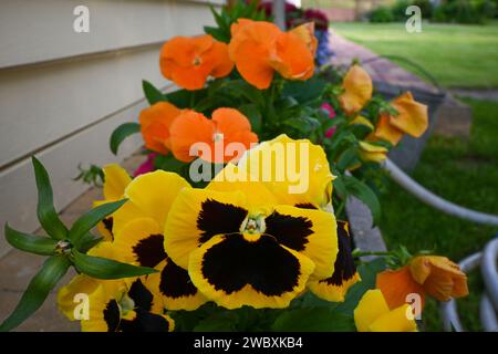 Gelbe und orangene Veilchen im Garten. Stockfoto