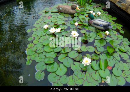 Luftaufnahme der Gummienten als Dekoration in einem Teich mit Seerose Stockfoto