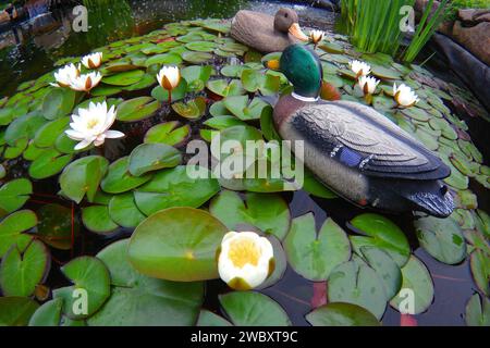 Die Gummiente als Dekoration in einem Teich mit Seerose, Ultraweitwinkelblick. Stockfoto