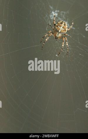 Nahaufnahme, Makro einer europäischen Gartenspinne, Kreuzweber, Diademspinne, Kreuzspinne, (Araneus diadematus), die in der Mitte ihres Netzes sitzt Stockfoto