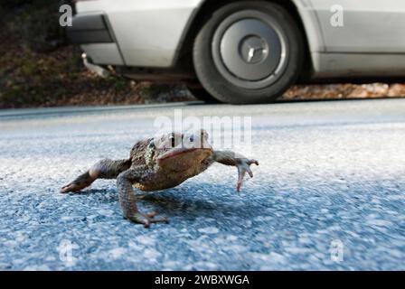 Nahaufnahme einer gemeinsamen oder europäischen Kröte (Bufo bufo) Migration mit Mercedes-Auto im Hintergrund, Bewegungsunschärfe, in der Nähe von Mittenwald, Bayern, Deutschland Stockfoto