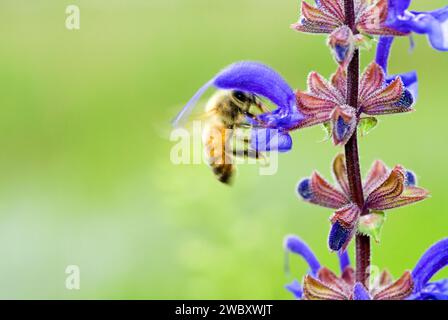 Makro einer Honigbiene (APIs mellifera) auf einer wiesenblume oder Wiesensalbei (Salvia pratensis) Italien Stockfoto