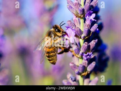 Makro einer Honigbiene (APIs mellifera) auf einer Lavendelblume (Lavandula angustifolia) Frankreich Stockfoto