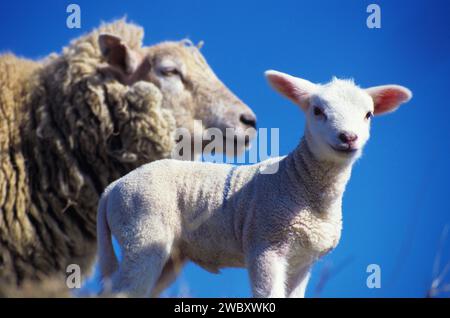 Nahaufnahme eines neugeborenen Schaf-Mutterschafes im Hintergrund, St. Peter Ording, Deutschland Stockfoto