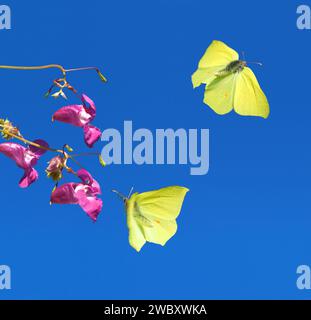 Zwei Schwefel am blauen Himmel (gonepteryx rhamni), die sich von himalaya-Balsam ernähren, (Impatiens glandulifera) Bayern, Deutschland, Europa Stockfoto
