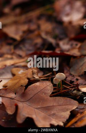 Zwei winzige Pilze in einem Bett aus herbstlichen orange-braunen Blättern. Herbstlicher brauner vertikaler Hintergrund. Konzept: Herbst, Wald, Erkundung der Natur Stockfoto