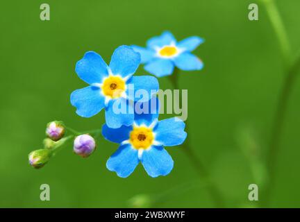 Nahaufnahme von Forget-Me-Not (Myosotis palustris), bei Wallgau, Bayern, Deutschland Stockfoto