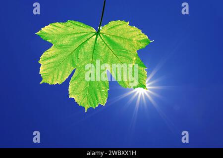 Sonne mit Strahlen wie ein Stern am blauen Himmel hinter grünem Platanen-Ahornblatt (Acer pseudoplatanus) Stockfoto