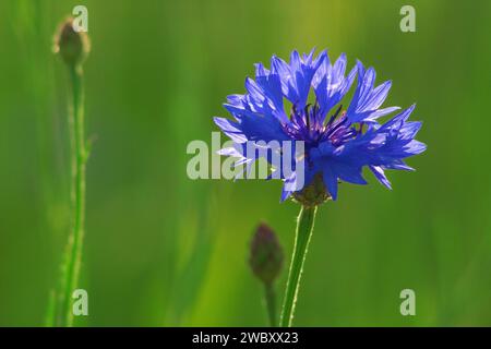 Nahaufnahme einer einzelnen blauen Kornblume (Centaurea cyanus) vor grünem Hintergrund Stockfoto