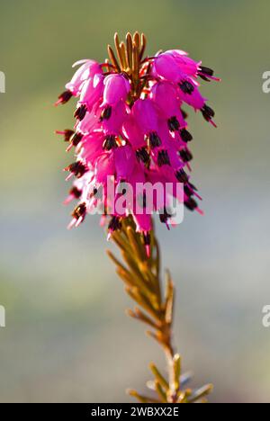 Nahaufnahme einer rosa Blüte der Winterheide oder Alpenheide (Erica Carnea) in den alpen bei Lenggries, Bayern, Deutschland, Europa Stockfoto