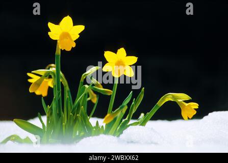 Wilde Narzissen oder Lent Lily (Narzisse pseudonarcissus) im Hinterlicht im Schnee, München, Bayern, Deutschland Stockfoto