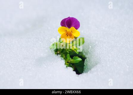 Nahaufnahme einer einzelnen Viola (Violaceae) im frühen Frühjahr, die im Schnee stand Stockfoto