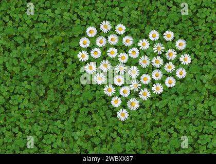 daisy (Bellis perennis) geformt wie ein Herz auf einem weißen Klee (Trifolium repens) unter der Erde, Symbol Stockfoto