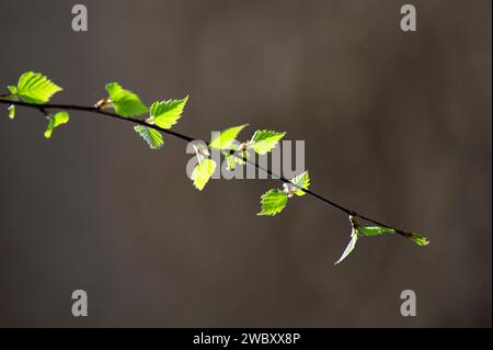 Flaumbirke, Moorbirke (Betula pubescens) junges Laub im Frühjahr, mit braunem Boden des Feldes im Hintergrund, Bayern, Deutschland Europa Stockfoto