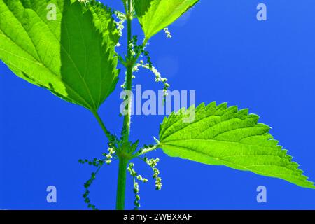 Nahaufnahme einer einzigen gewöhnlichen, brennenden oder stechenden Brennnesselpflanze (urtica dioica urens) vor blauem Himmel Stockfoto