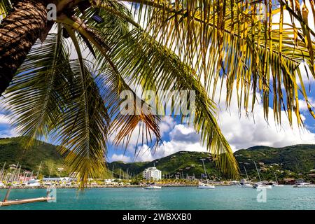Palme am inneren Hafen - Cyril B. Romney Tortola Pier Park, Road Town, Tortola, britische Jungferninseln Stockfoto