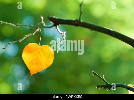 Nahaufnahme eines Blattes einer kleinblättrigen Limette (Tilia cordata) in Form eines Herzens Stockfoto