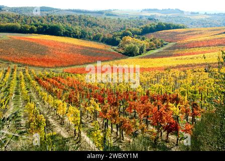 Weinberge im Herbst zwischen Poggibonsi und Castellina im Chianti, im Weinbaugebiet oder in der Region Chianti, Tusca Stockfoto