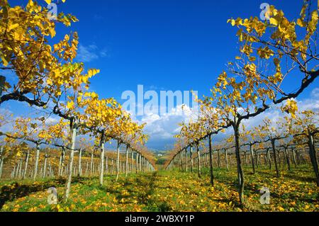 Nahaufnahme der Weinreben im Herbst, Herbst, mit gelben, reich verzierten Blättern, in der Nähe von San Gimignano in der Region Chianti, Toskana, Italien Stockfoto