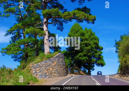 Riesiger Kanarienbaum (Pinus canariensis) an einer Landstraße, im Vergleich zu einem Auto, in der Nähe von Barlovento, La Palma, Kanarischen Inseln, Spanien, Europa Stockfoto