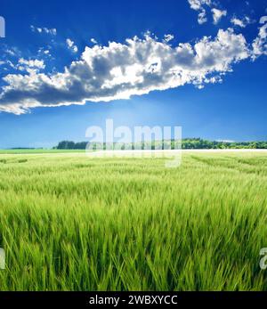 Grüne Getreidegerste (Hordeum vulgare) Feld im Hintergrund und Sonne hinter Wolken am blauen Himmel, bei Strasslach, Bayern, 16 km südlich von München, Stockfoto